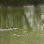 Stream with ducks