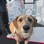 Picture of dog at Extra give event